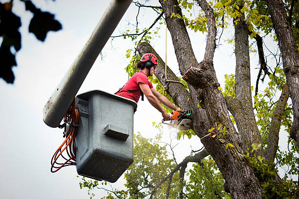 Tree Health Inspection